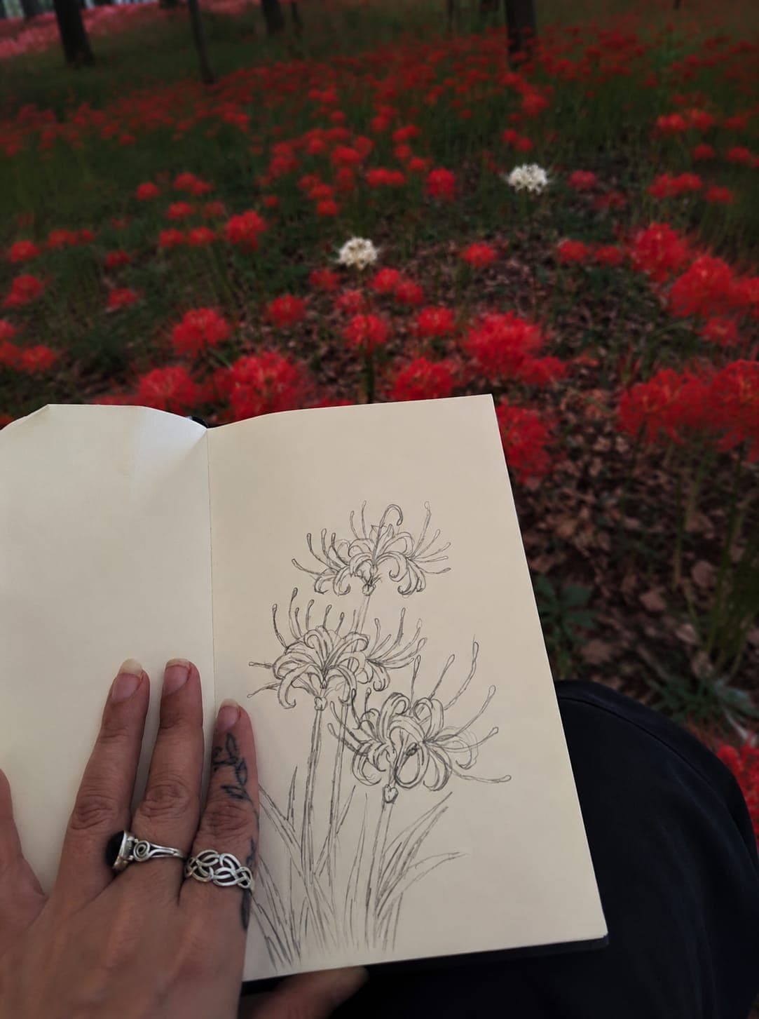 A sketch of pale spider lilies